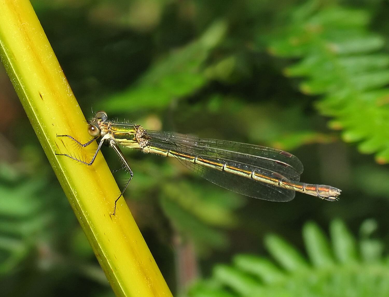 Female Lestes sponsa by David Kitching